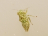 Chlorita sp. Chlorita sp.