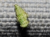 Chlorita sp. Chlorita sp.