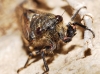 Cicadetta sp.