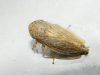 Conosanus obsoletus
