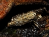 Diplocolenus frauenfeldi?