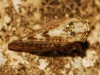 Dryodurgades reticulatus