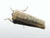 Ebarrius interstinctus (Fieber 1869) [?]