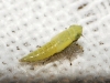 Elymana sulphurella ??