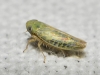 Elymana sulphurella