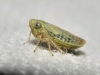 Elymana sulphurella