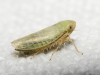 Elymana sulphurella