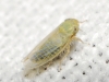 Elymana sulphurella