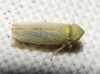 Elymana sulphurella