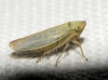 Elymana sulphurella