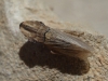 Eupelix cuspidata Eupelix cuspidata