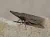Eupelix cuspidata Eupelix cuspidata