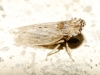 Eupelix cuspidata Eupelix cuspidata