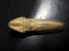 Eupelix cuspidata