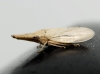 Eupelix cuspidata