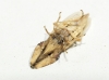 Eupelix cuspidata