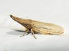 Eupelix cuspidata