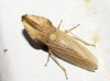 Eupelix cuspidata