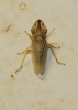 Eupelix cuspidata Eupelix cuspidata