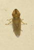 Eupelix cuspidata Eupelix cuspidata