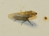 Eupelix cuspidata Eupelix cuspidata