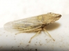 Eupelix cuspidata Eupelix cuspidata