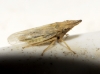 Eupelix cuspidata Eupelix cuspidata