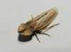 Eupelix cuspidata