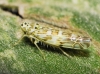 Eupteryx melissae