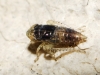 Euscelidius variegatus