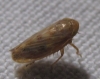 Euscelidius variegatus [?]