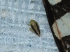 Euscelis cf. incisus ?