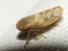 Euscelis cf. incisus