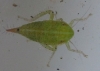 Fieberiella sp.