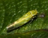 Fruticidia bisignata