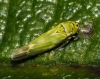 Fruticidia bisignata