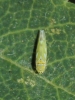 Fruticidia bisignata Fruticidia bisignata
