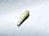 Fruticidia cf. bisignata Fruticidia cf. bisignata