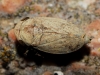 Goniagnathus brevis