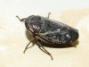 Goniagnathus sp.
