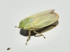 Graphocraerus ventralis