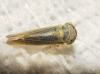 Grypotes sp.
