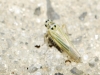 Hauptidia sp. Hauptidia sp.