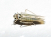 Hauptidia sp.