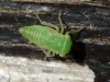 Idiocerinae