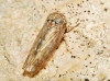 Idiocerus lituratus/ vicinus