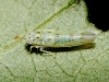 Linnavuoriana sexmaculata