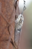 Lyristes plebejus
