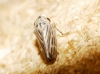 Macropsidius dispar