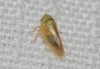 Macropsis cf. graminea Macropsis cf. graminea